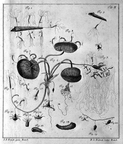 Die Armpolypen in den süssen Wassern um Regensburg / Entdecket und beschrieben von Jacob Christian Schäffer ... Nebst drey Kupfertafeln mit ausgemahlten Abbildungen.