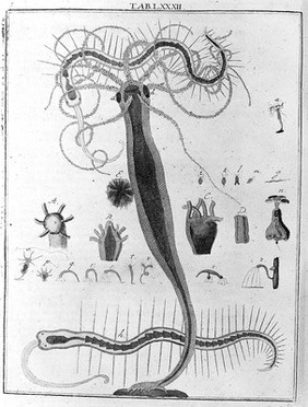 Martin Frobenius Ledermüllers ... [Vol. I.] Mikroskopische Gemüths- und Augen-Ergötzung: bestehend in ein hundert nach der Natur gezeichneten und mit farben erleuchteten Kupfertafeln, sammt deren Erklärung. [Vol. II] Nachlesse, etc. I[-V] Sammlung.--Abgenöthigte Vertheidigung; als ein Anhang seiner Mikroskopischen Gemüths- und Augen-Ergötzung: wider einige von dem ... Verfasser des Neuesten aus dem Reiche der Pflanzen [i.e. W.F. von Gleichen] ... geäuserte Zweifel und Vorwürfe. Nebst einer Beylage ... A.W. Winterschmidts, welche die Abbildung einer ... Stubenfliege, enthält / [Martin Frobenius Ledermüller].