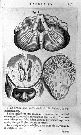 Diagram of Cerebellum, Section of Cerebellum, Horizontal Section of ventricles.