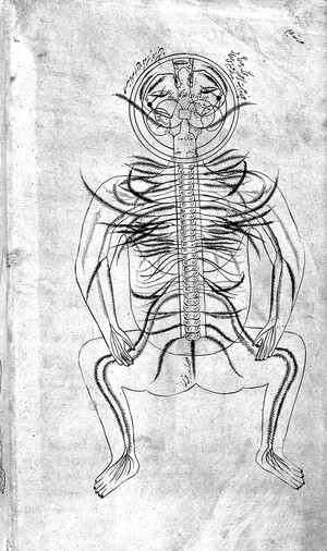 view Human figure, venous and nervous system, Persian, 18th C