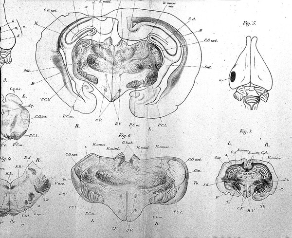 Archiv für Psychiatrie und Nervenkrankheiten = Archives of psychiatry and neurological sciences.
