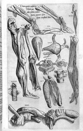 Compendiosa totius anatomie delineatio aere exarata / Per Thomam Geminum.