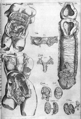 Compendiosa totius anatomie delineatio aere exarata / Per Thomam Geminum.