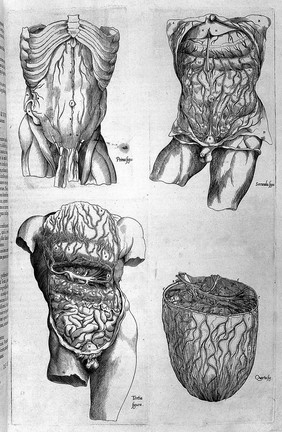 Compendiosa totius anatomiae delineatio aere exarata / [Thomas Geminus].