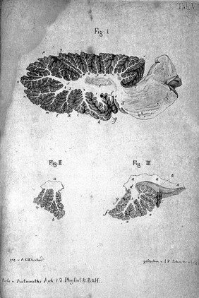 Vertical section through cerebellum.