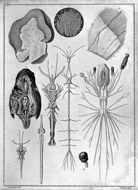 Minute internal structure of humane brain, tench, bee, garden snail brain.