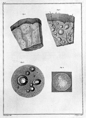 Lectures on comparative anatomy in which are explained the preparations in the Hunterian collection ... To which is subjoined: Synopsis systematis regni animalis nunc primum ex ovi modificationibus propositi. [Supplement] / By Sir Everard Home, bart.