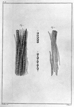 Lectures on comparative anatomy in which are explained the preparations in the Hunterian collection ... To which is subjoined: Synopsis systematis regni animalis nunc primum ex ovi modificationibus propositi. [Supplement] / By Sir Everard Home, bart.