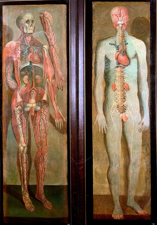 Two anatomical oil paintings by D'Agoty