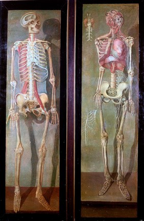 A skeleton, anterior view facing to right, with tendons. Oil painting by Jacques-Fabien Gautier D'Agoty, 1764/1765.