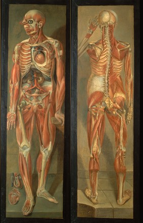 Two anatomical figures.