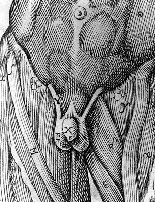 La anatomia del corpo umano / composta da M. Giovanni Valverde. Nuovamente ristampata. E con l'aggiunta di alcune tavole ampliata.