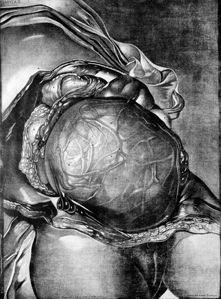 Demonstratio uteri praegnantis mulieris cum foetu ad partum maturi tabulis ... ea methodo dispositis, ut hujus status gravidi amplam ob oculos ideam collecent ... / Ad exemplar Londinense translata a D.C.C. Schmidel. In aes incisa .. a J.M. Seligmanno ... Abbildung der Gebähr-Mutter aus einer schwangern Frau, etc.