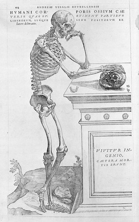 Leaning skeleton, by Vesalius.
