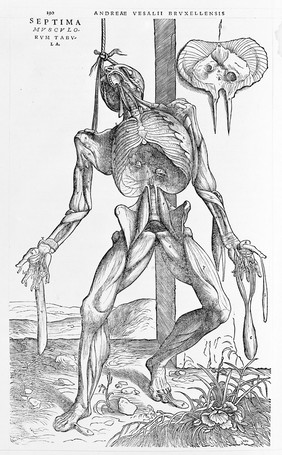 De humani corporis fabrica libri septem / [Andreas Vesalius].