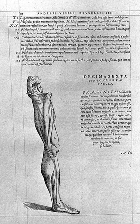 Andreae Vesalii Bruxellensis, scholae medicorum Patauinae professoris De humani corporis fabrica libri septem.