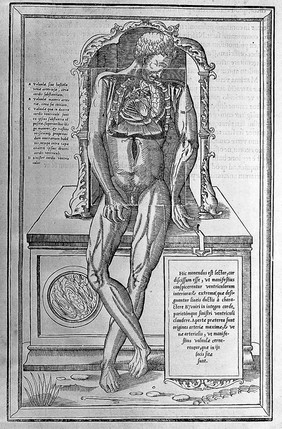 Body, opened to reveal organs, by Vesalius.