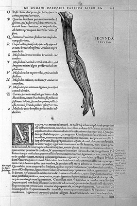 Arm showing muscle tissue, by Vesalius.