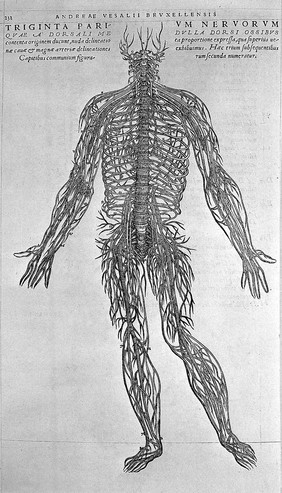 2nd nerve-figure, by Vesalius.