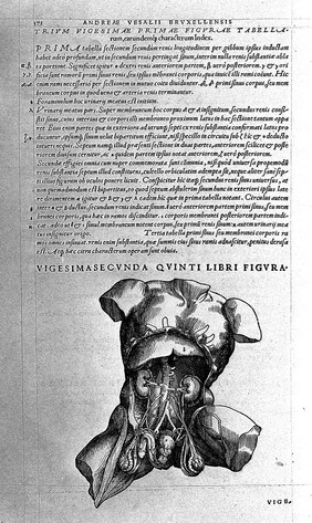 Male torso, revealing urinary sytem, by Vesalius.
