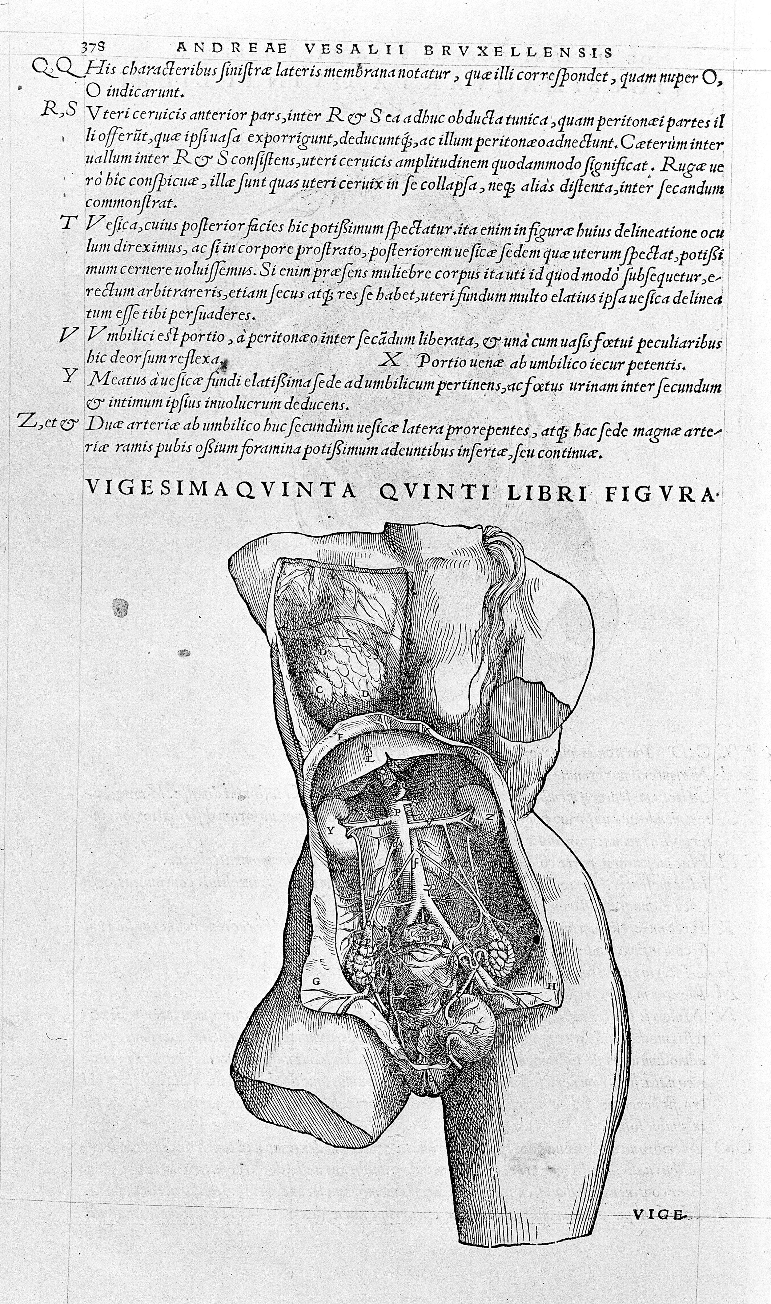 Female Torso Revealing Urinay System By Vesalius Wellcome Collection