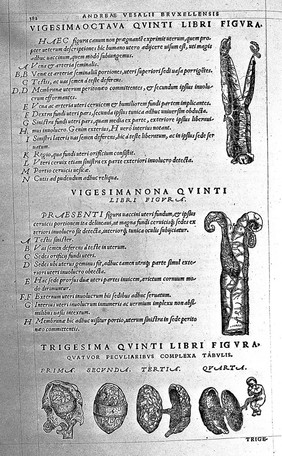 Illustrations and text, of the womb, by Vesalius.