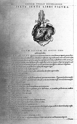 view Anatomical illustration of the heart, by Vesalius.