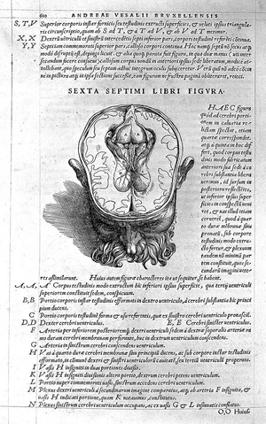 view Cross section of the head, by Vesalius.