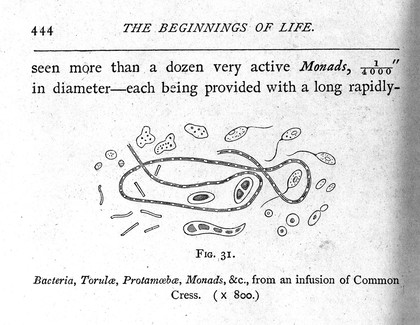 Bacteria, Torulae, protamoeboe, Monads, etc., from an infusion of common cress x800