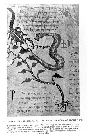 view Scorpion and snake fighting, Anglo-Saxon. circa 1050