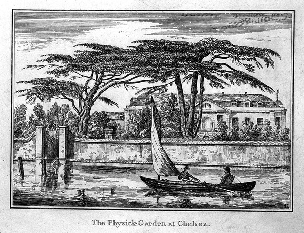 The Physick Garden, Chelsea: viewed from the Surrey bank with a boat on the river. Engraving.