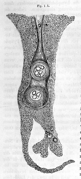 Die Cellularpathologie : in ihrer Begründung auf physiologische und pathologische Gewebelehre zwanzig Vorlesungen gehalten während der Monate Februar, März und April 1858 im pathologischen Institute zu Berlin / von Rudolf Virchow.