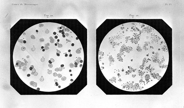 Cours de microscopie complémentaire des études médicales ... / par Al. Donné.