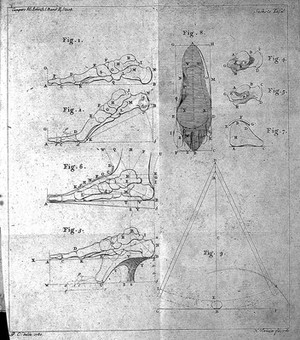 view Bones of the feet, from Camper, Abhandlung von der besten Form der Schube