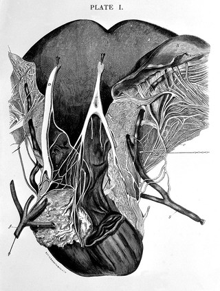 Memoirs on the ganglia and nerves of the uterus / Robert Lee.
