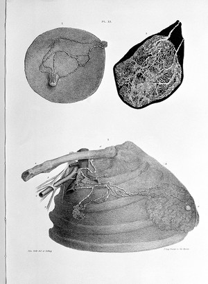 view Anatomy of the breast