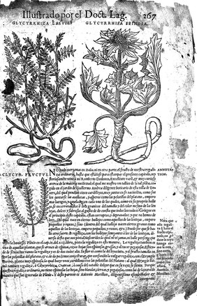 Acerca de la materia medicinal, y de los venenos mortiferos  traduzido de lengua griega, en la vulgar castellana, y illustrado con ... annotationes, y con las figuras de innumeras plantas exquisitas y raras, por el Doctor Andres de Laguna.