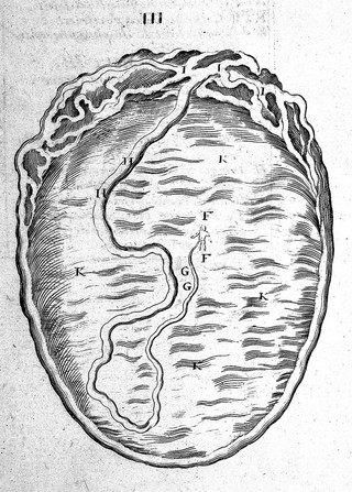 L'anatomie universelle de toutes les parties du corps humain, représentée en figures, et exactement expliquée / par A. du Laurent. Revue par M. H****, chirurgien juré de St Cosme.
