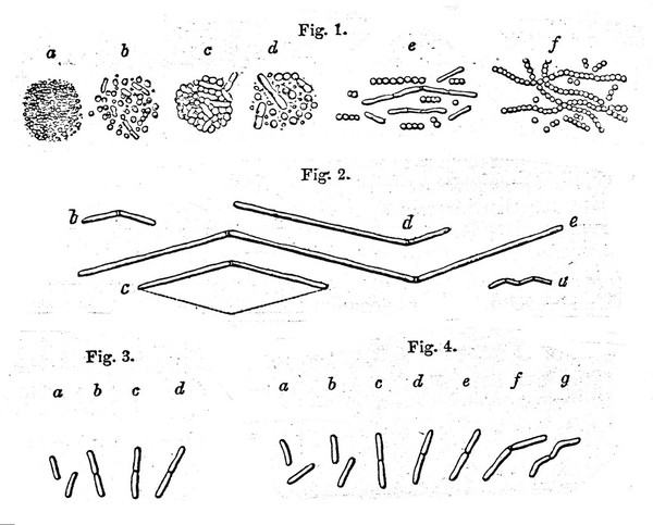 The atmospheric germ theory : a lecture delivered to the Royal College of Surgeons in Edinburgh, January 17, 1868 / by John Hughes Bennett.