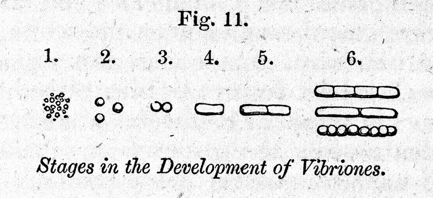 The atmospheric germ theory : a lecture delivered to the Royal College of Surgeons in Edinburgh, January 17, 1868 / by John Hughes Bennett.