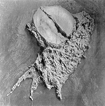 Surgical papers / by William Steward Halsted.