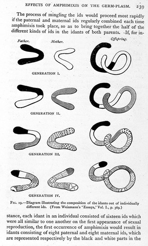 view Diagram illustrating the composition of the idants out of individually different ids.