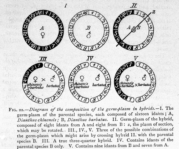 The germ-plasm : a theory of heredity / [A. Weismann] ; translated by W. Newton Parker and Harriet Rönnfeldt.