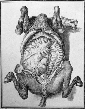 Histoire naturelle, générale et particuliére, avec la description du cabinet du roi / [Georges Louis Leclerc Buffon].