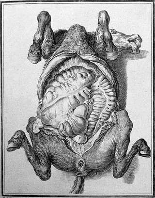 Histoire naturelle, générale et particuliére, avec la description du cabinet du roi / [Georges Louis Leclerc Buffon].