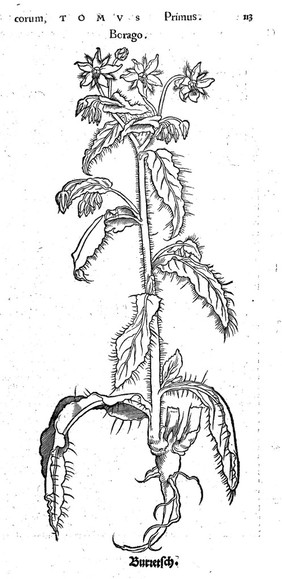 Herbarum vivae ei coneb [sic, i.e. eicones] ad naturae imitationem, summa cum diligentia et artificio effigiatae, unà cum effectibus earundem, in gratiam veteris illius, & jamjam renascentis herbariae medicinae ... recens editae MDXXX. Quibus adjecta ad calem, appendix isagogica de usu et administratione simplicium ... / [Otto Brunfels].