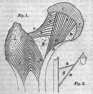 Outlines of human osteology / by F.O. Ward.