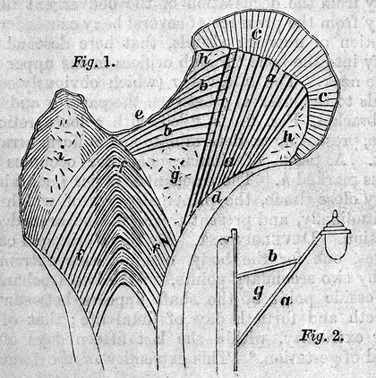Outlines of human osteology / by F.O. Ward.