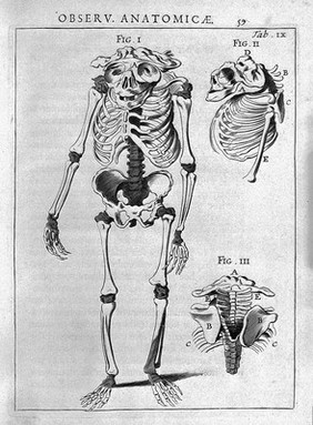 Spicilegium anatomicum, continens observationum anatomicarum rariorum centuriam unam: nec non Osteogeniam foetuum ... / [Theodor Kerckring].