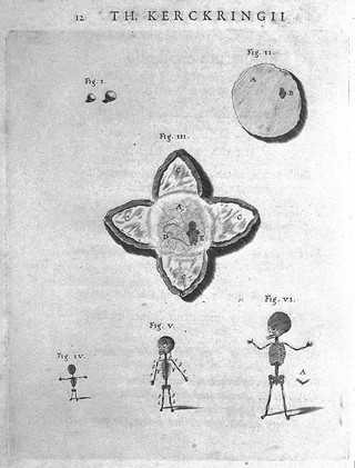 Anthropogeniae ichnographia. Sive conformatio foetus ab ovo usque ad ossificationis principia, in supplementum Osteogeniae foetuum / [Theodor Kerckring].